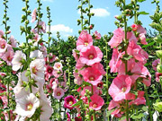 Alcea rosea