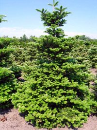 Abies koreana