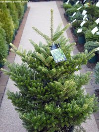 Abies koreana Molli