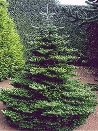 Abies koreana Select