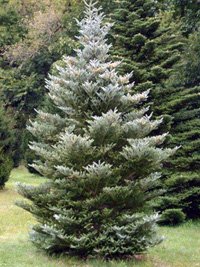 Abies koreana Silberlocke