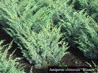 Juniperus chinensis Blaauw