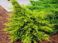 Juniperus chinensis Kuriwao Gold