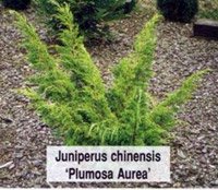 Juniperus chinensis Plumosa Aurea