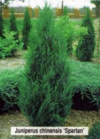 Juniperus chinensis Spartan