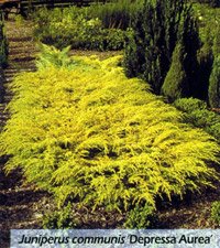 Juniperus communis Depressa Aurea