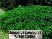 Juniperus communis Green Carpet