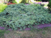 Juniperus communis Hornibrookii