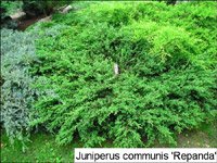 Juniperus communis Repanda