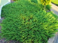 Juniperus horizontalis Andorra Compact