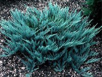 Juniperus horizontalis Blue Chip