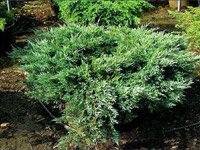 Juniperus horizontalis Hughes