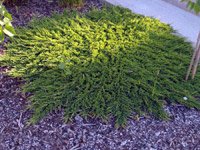 Juniperus horizontalis Prince of Wales