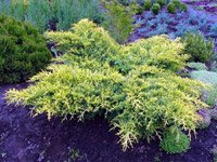 Juniperus media Gold Star