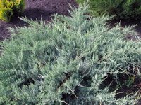 Juniperus Media Mint Julep