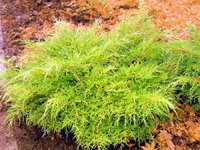 Juniperus Media Old Gold