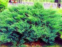 Juniperus Sabina Mas