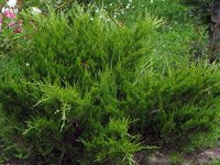 Juniperus sabina Rockery Gem