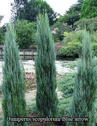 Juniperus scopulorum Blue Arrow