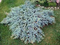 Juniperus squamata Blue Carpet