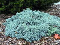 Juniperus squamata Blue Star