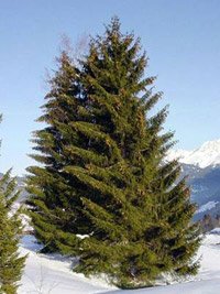 Picea abies