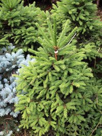 Picea abies Barry