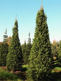 Picea abies Columnaris