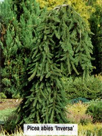 Picea abies Inversa