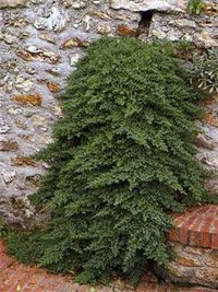 Picea abies Procumbens