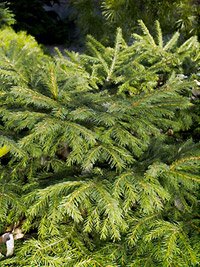 Picea abies Pumila