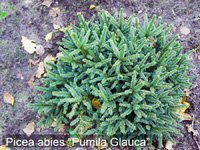 Picea abies Pumila Glauca