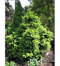 Picea abies Pygmaea