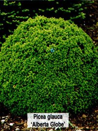 Picea glauca Alberta Globe