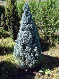 Picea glauca Blue Wonder