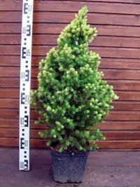 Picea glauca Daisys White