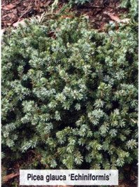 Picea glauca Echiniformis