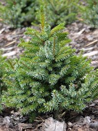 Picea omorika Nana