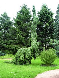 Picea omorika Pendula