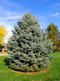 Picea pungens