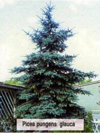 Picea pungens Glauca