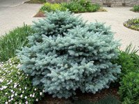 Picea pungens Glauca Globosa