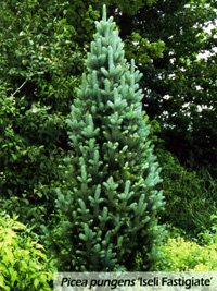 Picea pungens Iseli Fastigiata