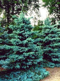 Picea pungens Koster