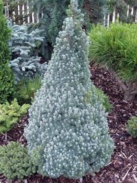 Picea сanadensis Sanders Blue