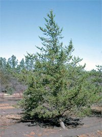 Pinus banksiana