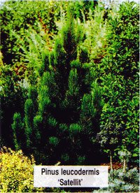 Pinus leucodermis Satellit