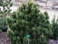 Pinus mugo Gnom