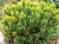 Pinus mugo Winter Gold