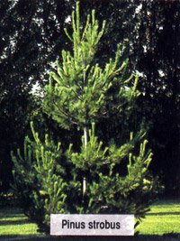 Pinus strobus